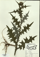 Cirsium vulgare