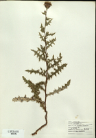Cirsium arvense