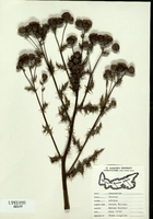 Cirsium arvense