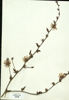 Cichorium intybus
