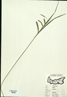 Carex crinata
