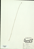 Eleocharis halophila