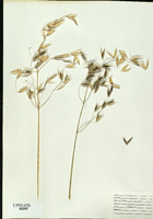 Avena fatua