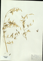 Avena fatua