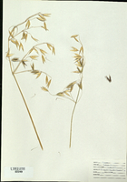 Avena fatua