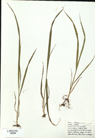 Avena fatua