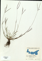 Digitaria ischaemum