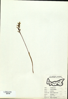 Corallorhiza trifida