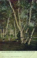 Birches, Victoria Park
