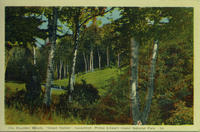 Haunted Woods
