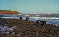 North Rustico Irish Moss