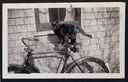 Cat standing on a bicycle