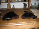 Bear Gloves from Orwell Corner