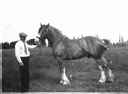 Cecil Stewart and Clydsdale