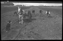 Harvesting potatoes